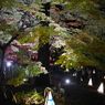 夜の紅葉