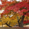 東大寺大仏殿の北西の紅葉