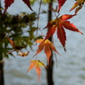 紅葉2 2019 FUJIFILM X20