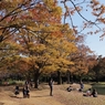公園の秋 －１０