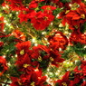 Christmas Tree♪