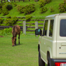 Horsepower confrontation