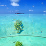 水鏡　珊瑚と海と