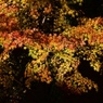 初冬紅葉