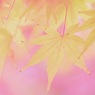 秋の香り