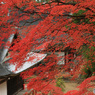 雨の日の神護寺