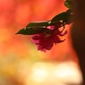 紅葉の中で