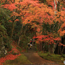 紅葉雨情