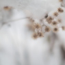 冬の花束