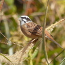 ススキの原っぱで(ホオジロ)