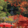 紅葉の多宝塔 -3