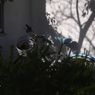 写真エッセイ：遠い日の自転車