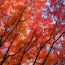 紅葉の時
