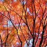 紅葉時間