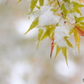 モミジと雪