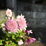 ばあちゃんが買ってきた花