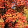紅葉盛り