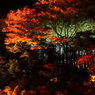 紅葉ライトアップ
