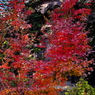 群馬赤城福増寺の秋⑧