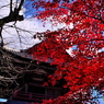 群馬赤城福増寺の秋⑨