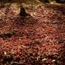 紅葉の余韻