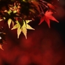晩秋