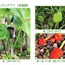 ムサシアブミ(武蔵鐙）・花から種へ