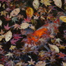 紅葉に秘める鯉