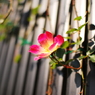 ｒｏｓｅ