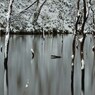 隠れ里の奥泉に雪は降りつつ