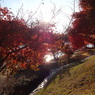 紅葉8 2019 DSC-WX170