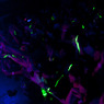 1495-ML2010Photo
