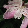 IMG_8781