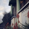 アロエの花