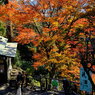 高尾山紅葉3