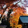 高尾山紅葉4