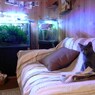 寝起き。