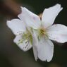落日　四季桜　Ⅱ