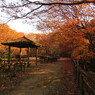 紅葉11 2019 Powershot SX530HS