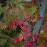 東福寺の紅葉４