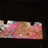 東福寺の紅葉６