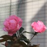 逃避行の始まり