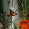 ホシホウジャクとキバナコスモス1 2019 Powershot SX530HS
