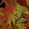 落日　紅葉　Ⅱ