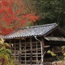 紅葉も流石に終わりかな