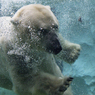 白熊の水中遊泳