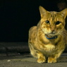 新宿ゴールデン街の猫
