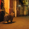 新宿ゴールデン街の猫