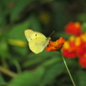 モンキチョウとキバナコスモス1 2019 PowerShot SX530HS