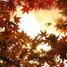 夕日に照らされて